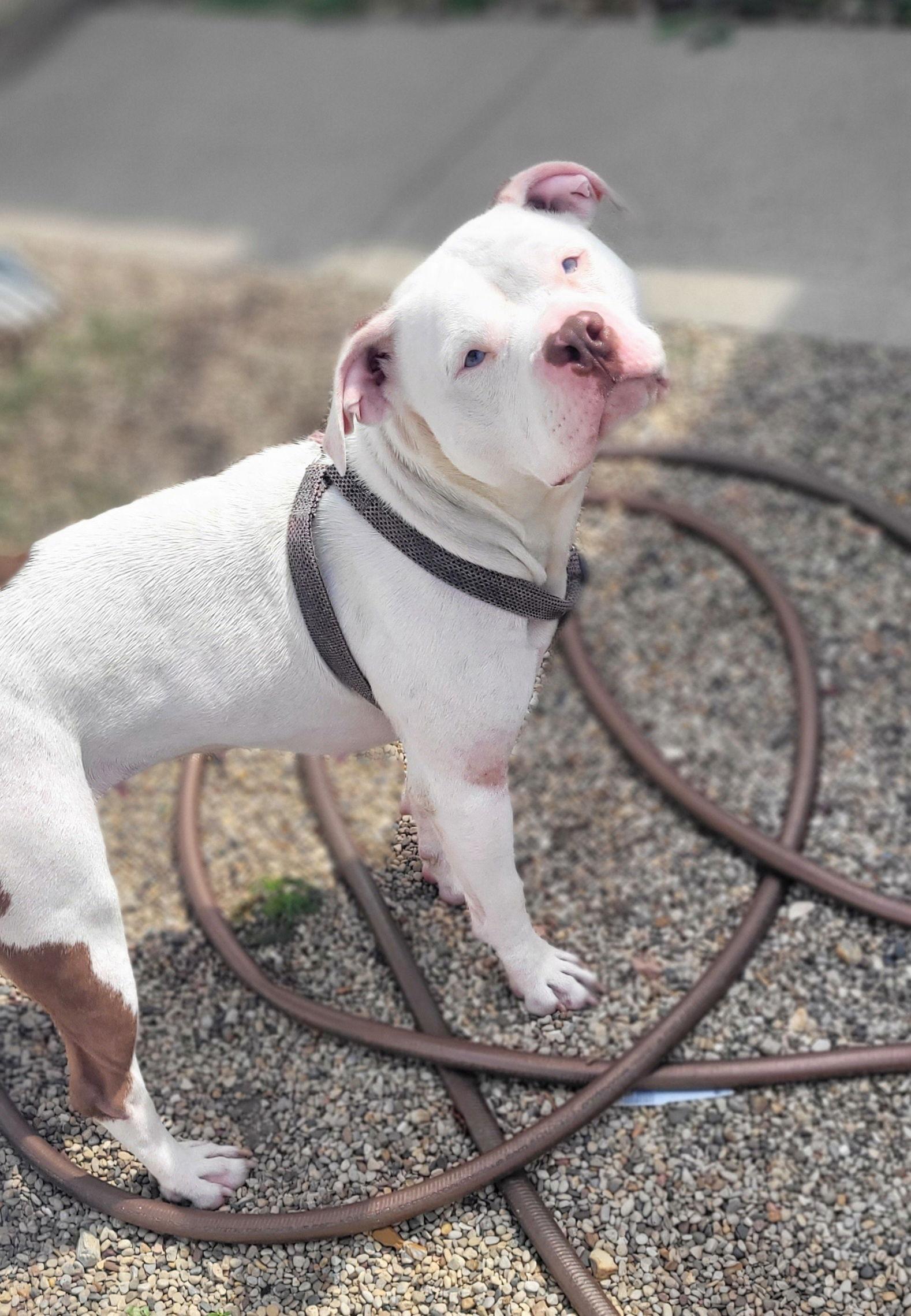 Chloe, Adopted, Young Female Pit Bull Terrier.