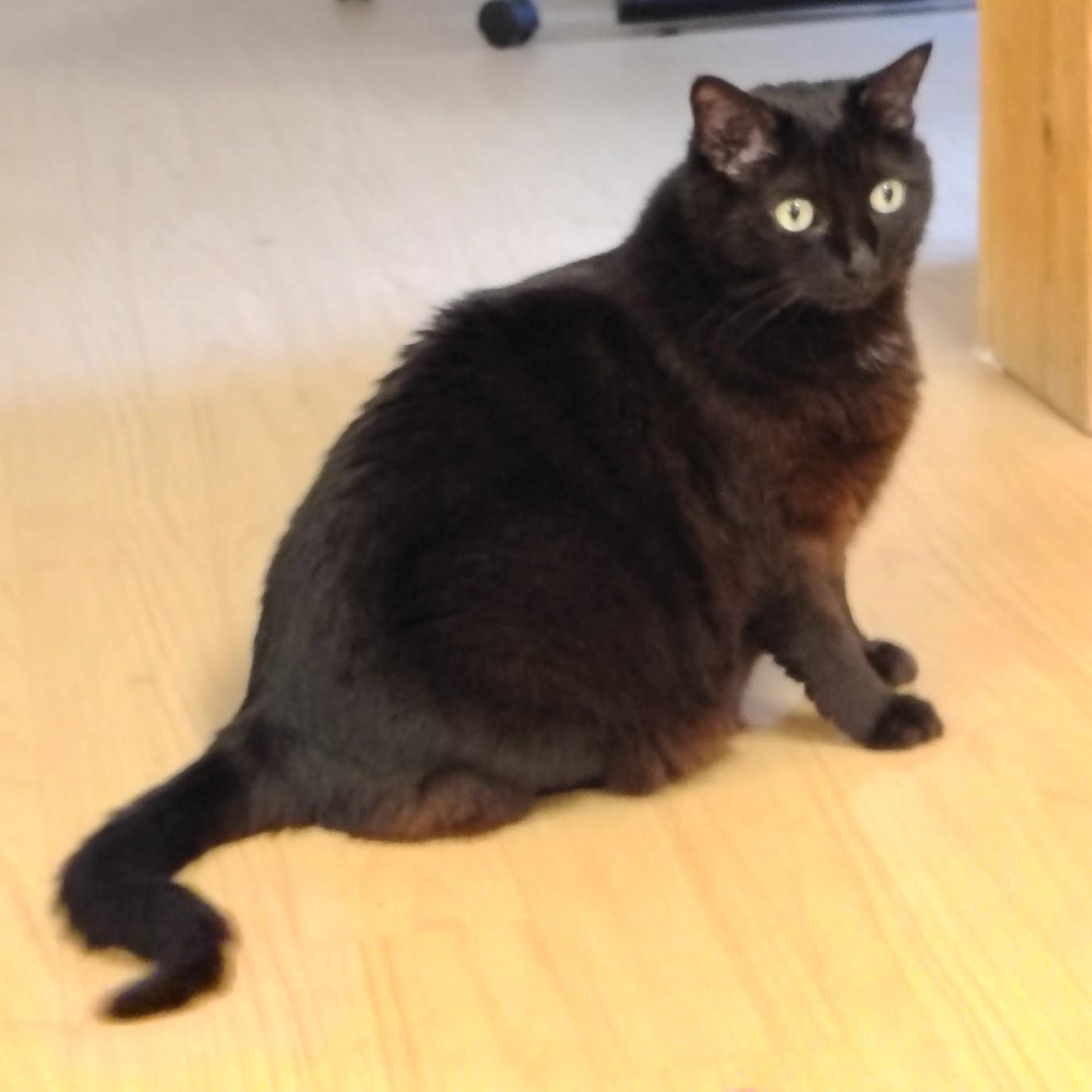 Enlarge Riley, an adoptable mixed breed in Montour Falls, NY image 2/4