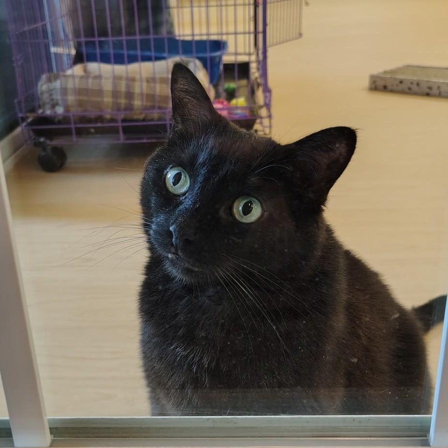 Riley, adoptable, Adult Female Bombay & Domestic Short Hair.