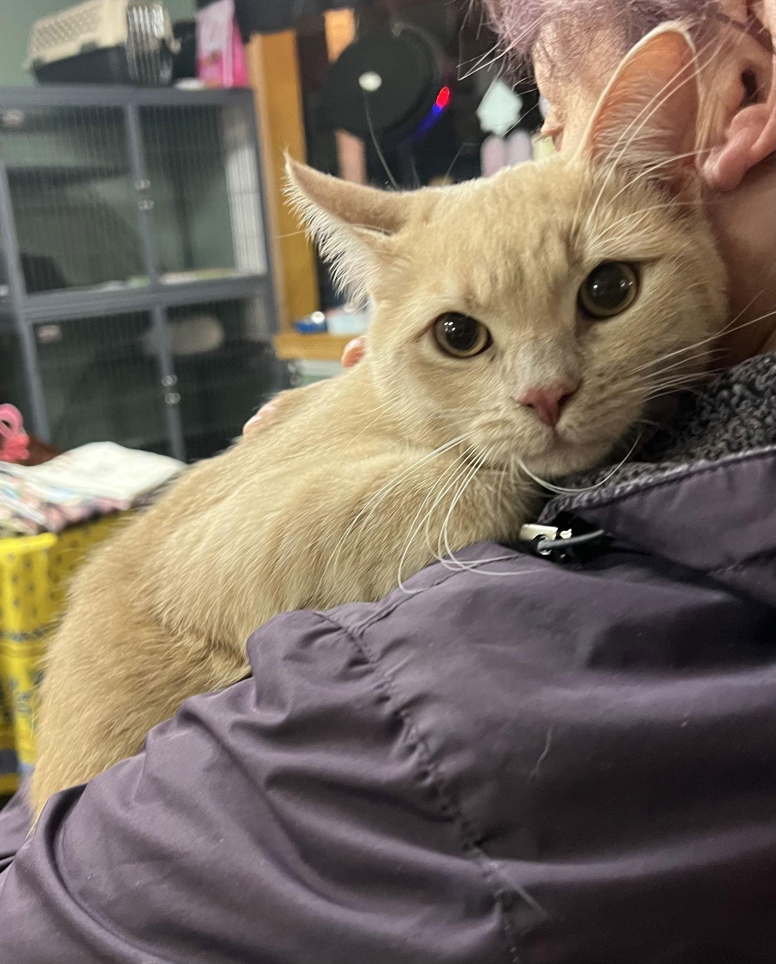 Pressley, Adoptable, Young Male Domestic Short Hair.