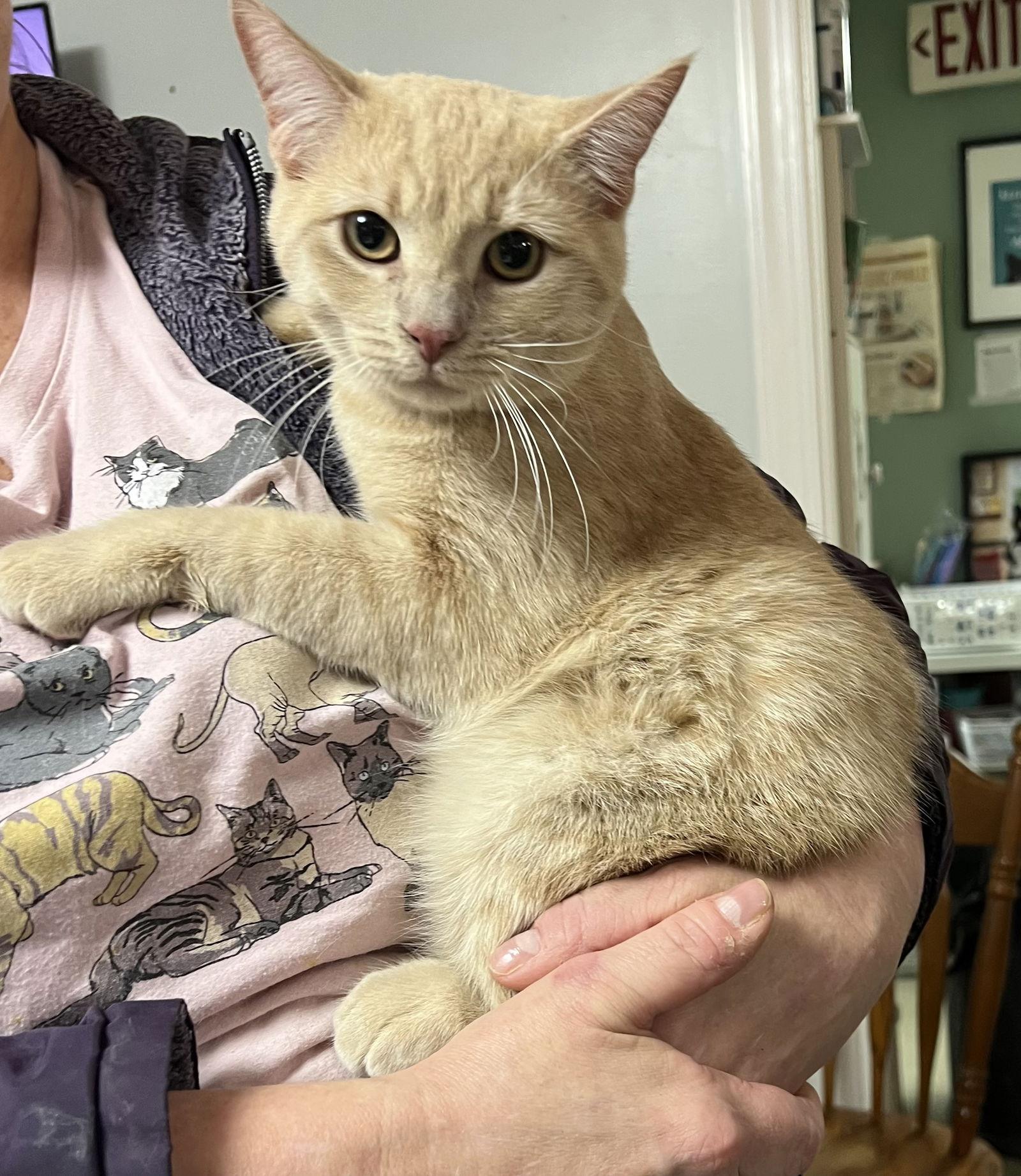Pressley, a Adoptable Domestic Short Hair in Broomall, PA image 3/3