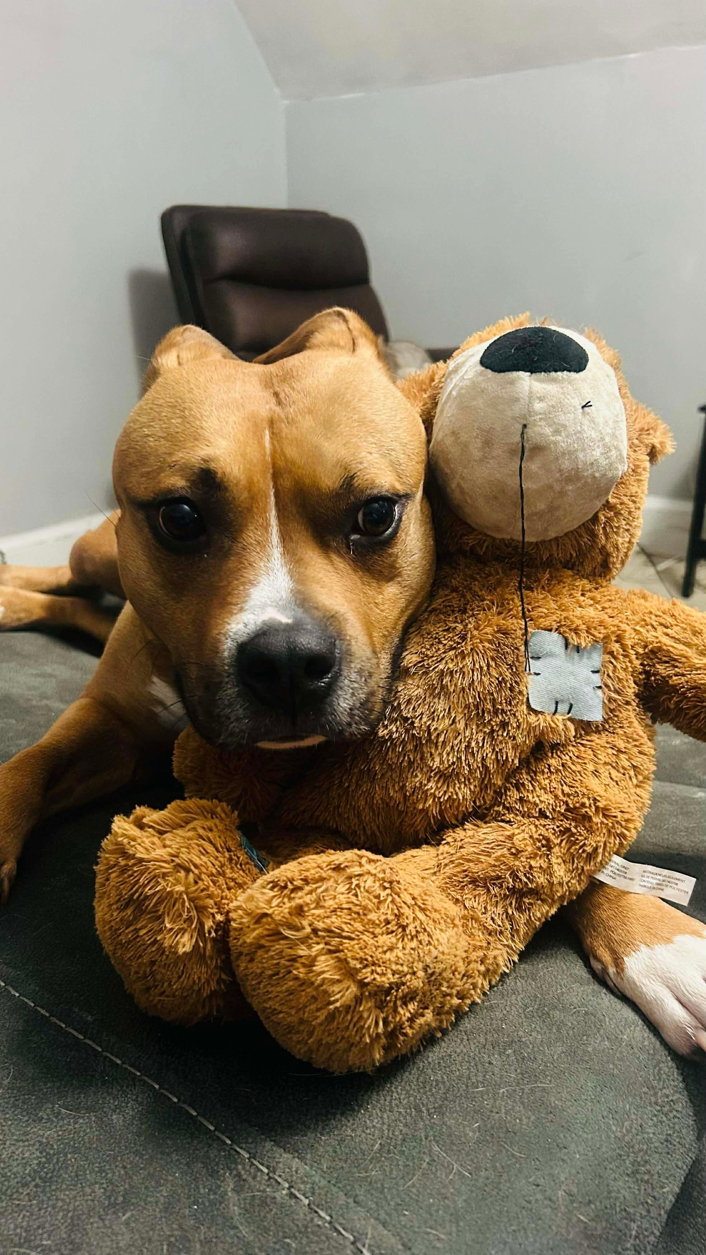 Enlarge Gucci, a Adoptable mixed breed in Westwood, NJ image 3/6