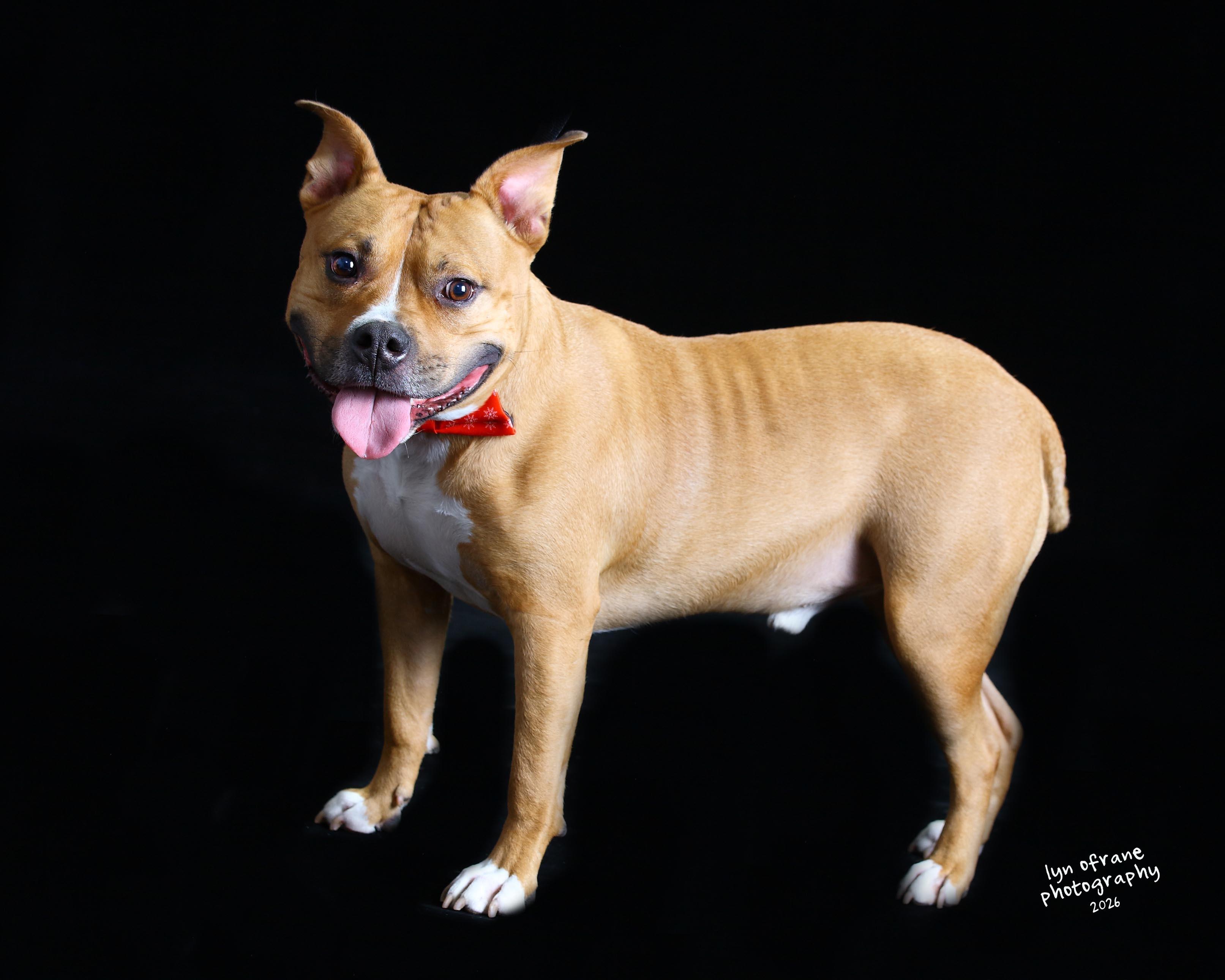 Enlarge Gucci, a Adoptable mixed breed in Westwood, NJ image 5/6