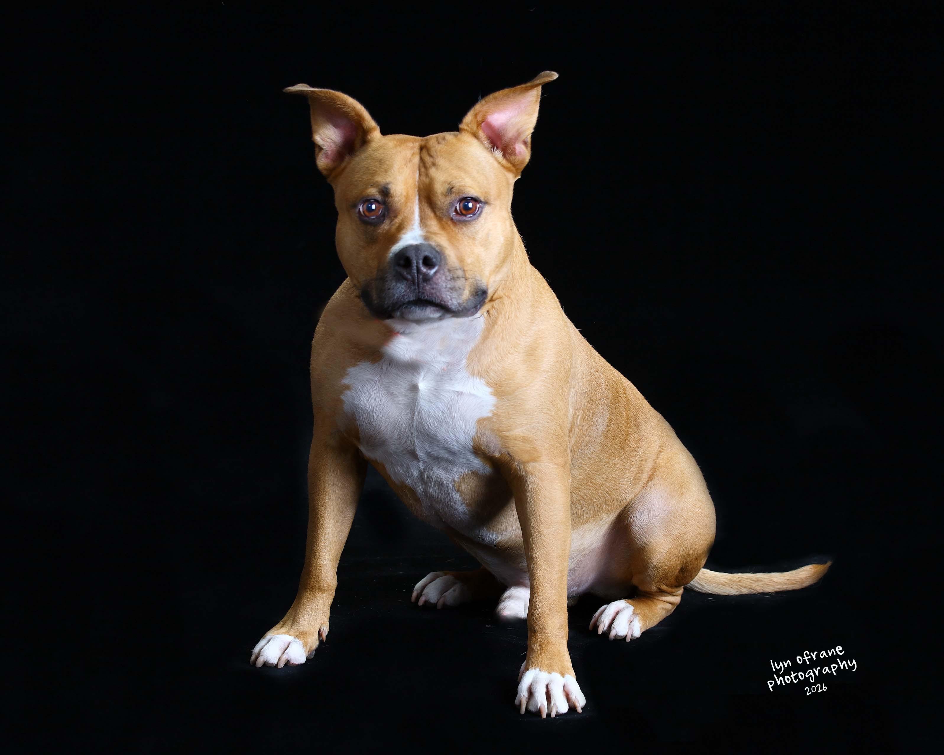 Enlarge Gucci, a Adoptable mixed breed in Westwood, NJ image 1/6