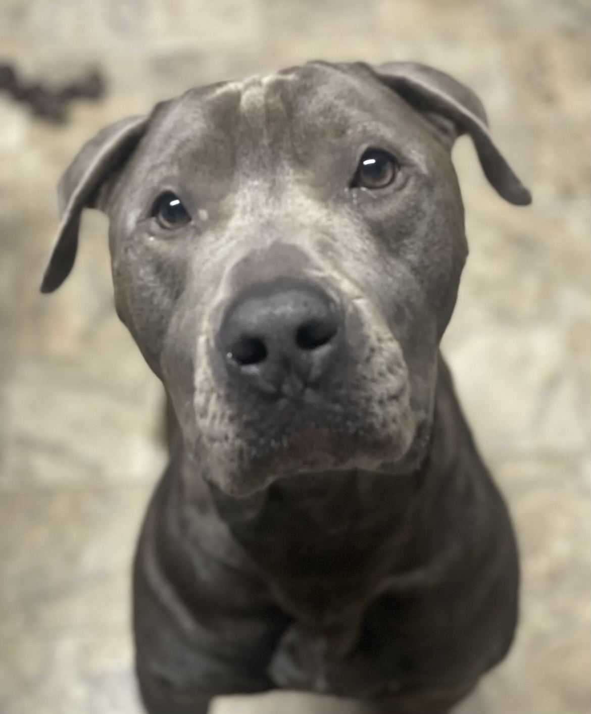 Theo, Adoptable, Adult Male Pit Bull Terrier.