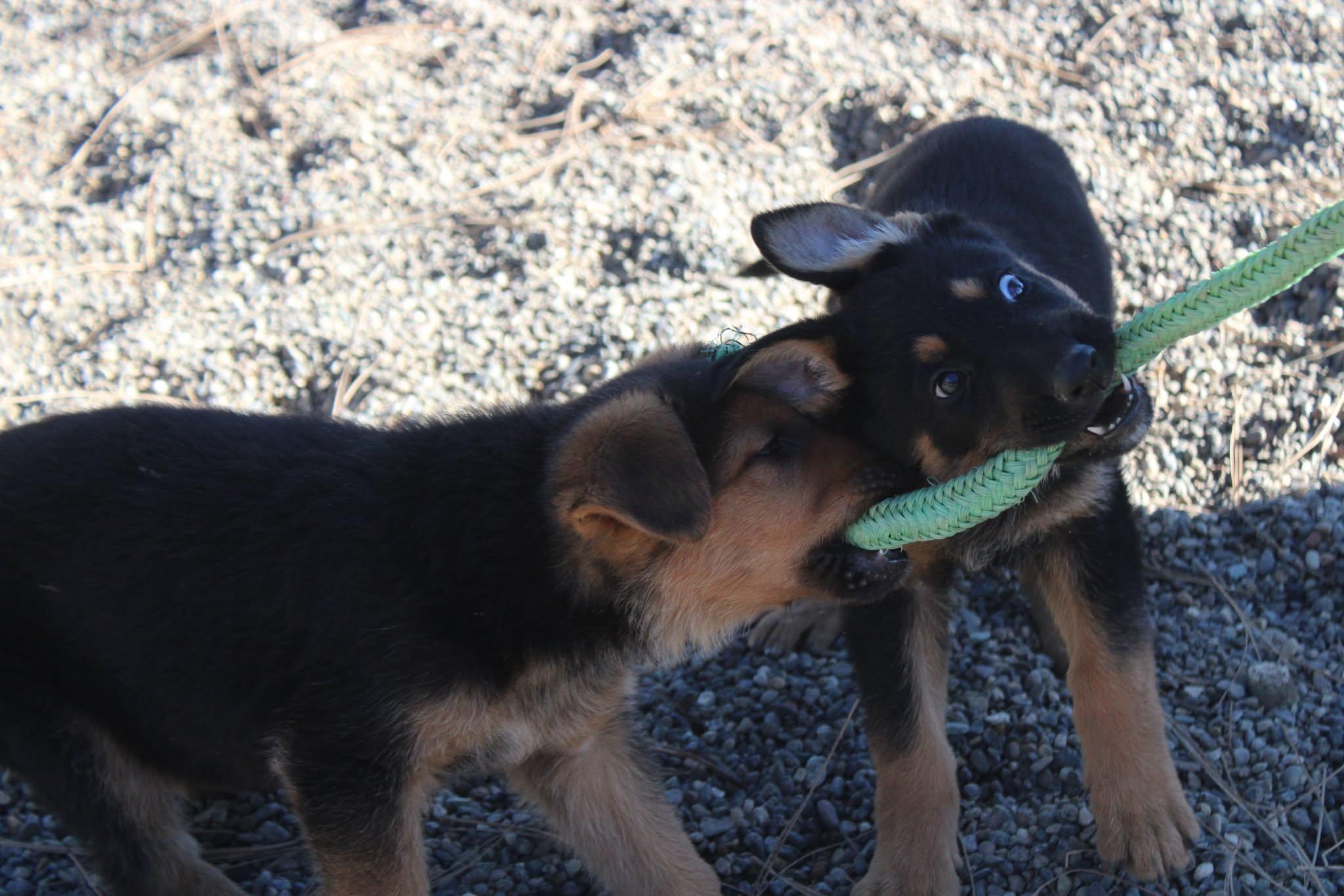 Enlarge Mike and Ike, an adopted mixed breed in Weaverville, CA image 4/6