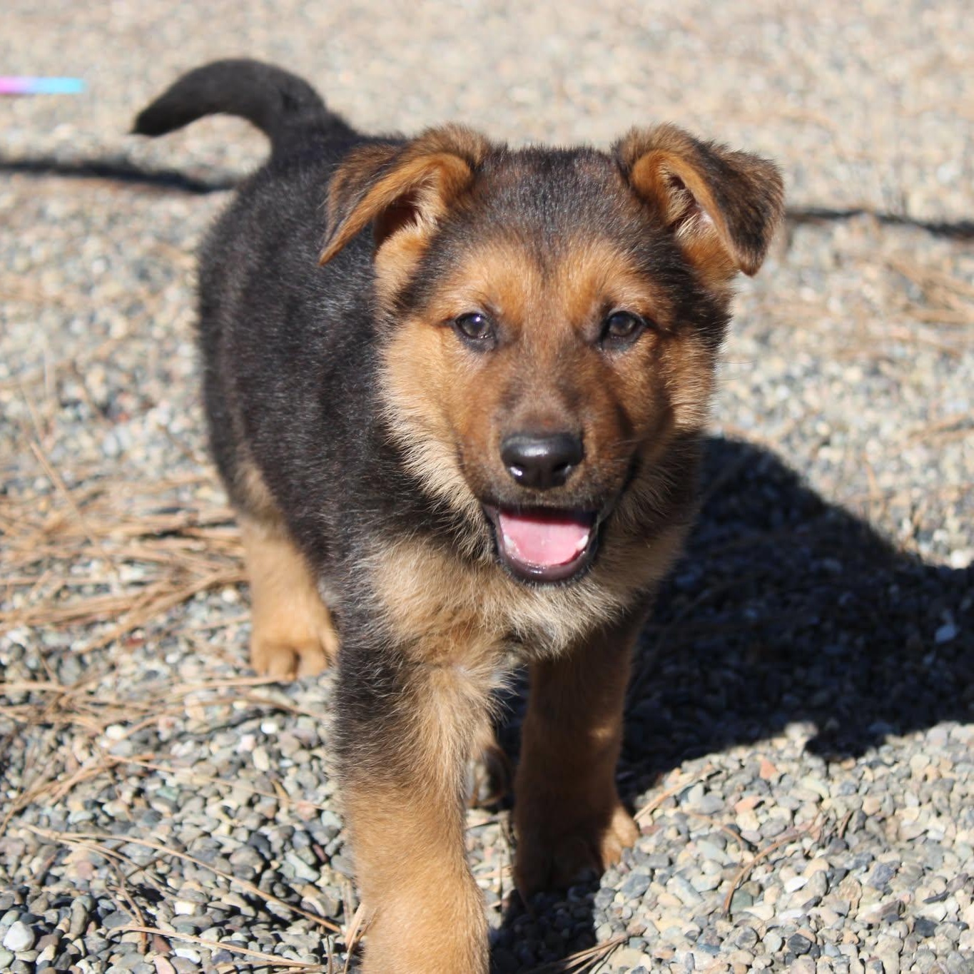 Enlarge Mike and Ike, an adopted mixed breed in Weaverville, CA image 3/6