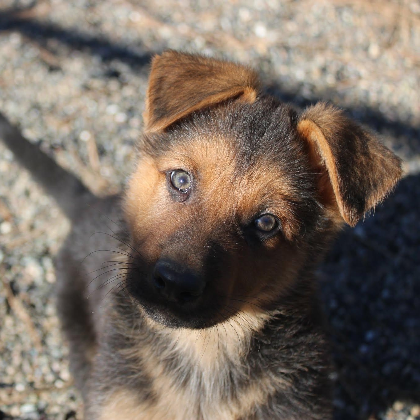 Enlarge Mike and Ike, an adopted mixed breed in Weaverville, CA image 6/6
