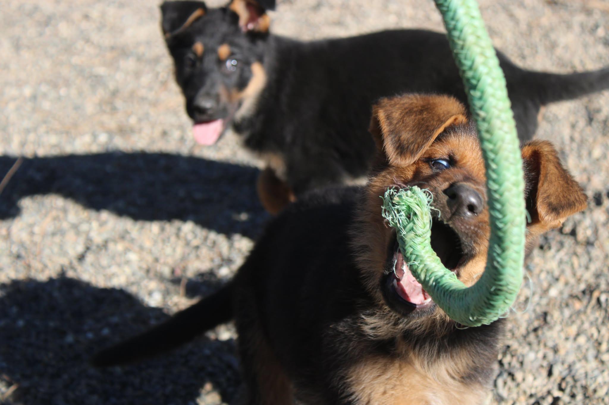 Enlarge Mike and Ike, an adopted mixed breed in Weaverville, CA image 5/6