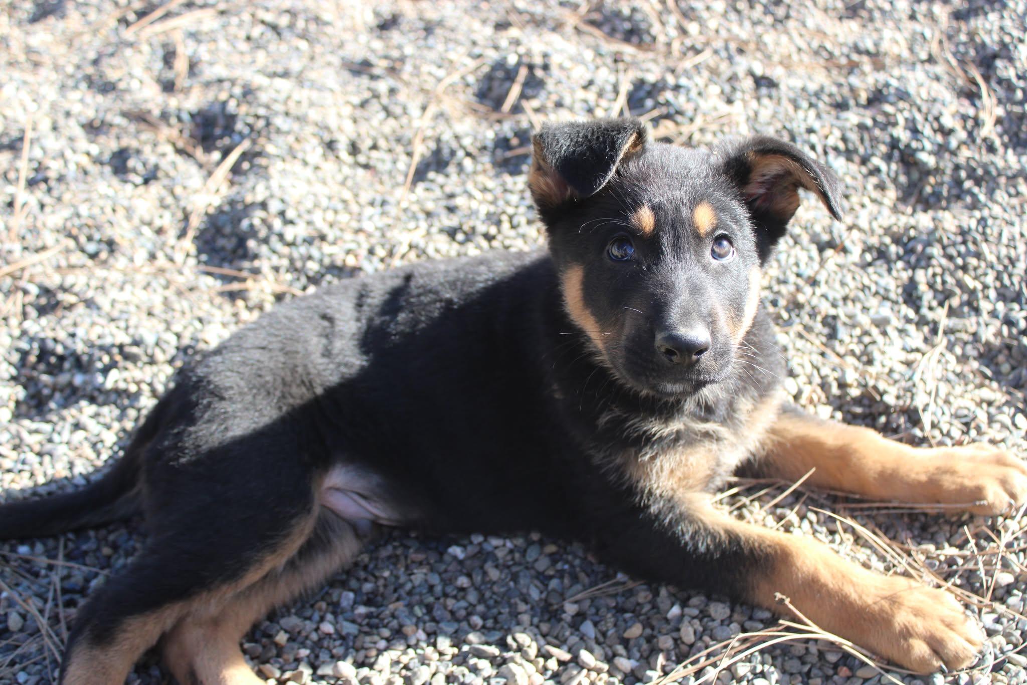 Enlarge Mike and Ike, an adopted mixed breed in Weaverville, CA image 2/6