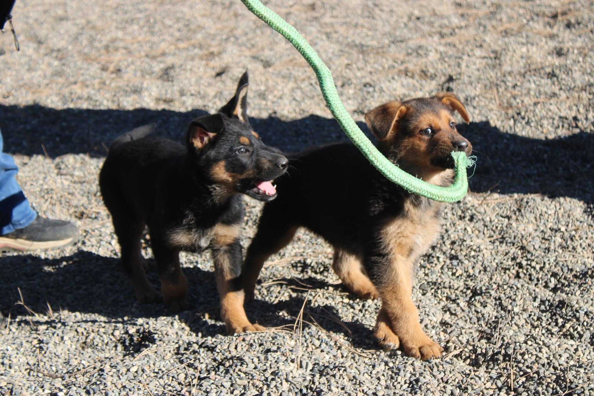 Enlarge Mike and Ike, an adopted mixed breed in Weaverville, CA image 1/6
