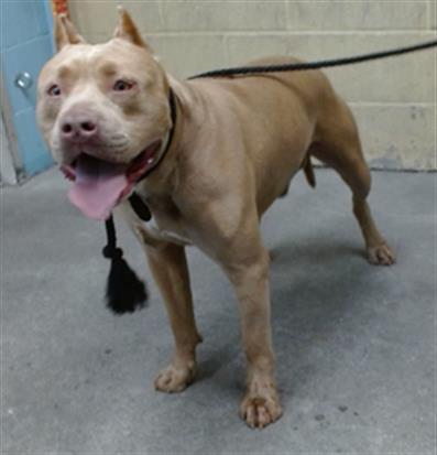 MAYO, Adoptable, Adult Male Pit Bull Terrier.