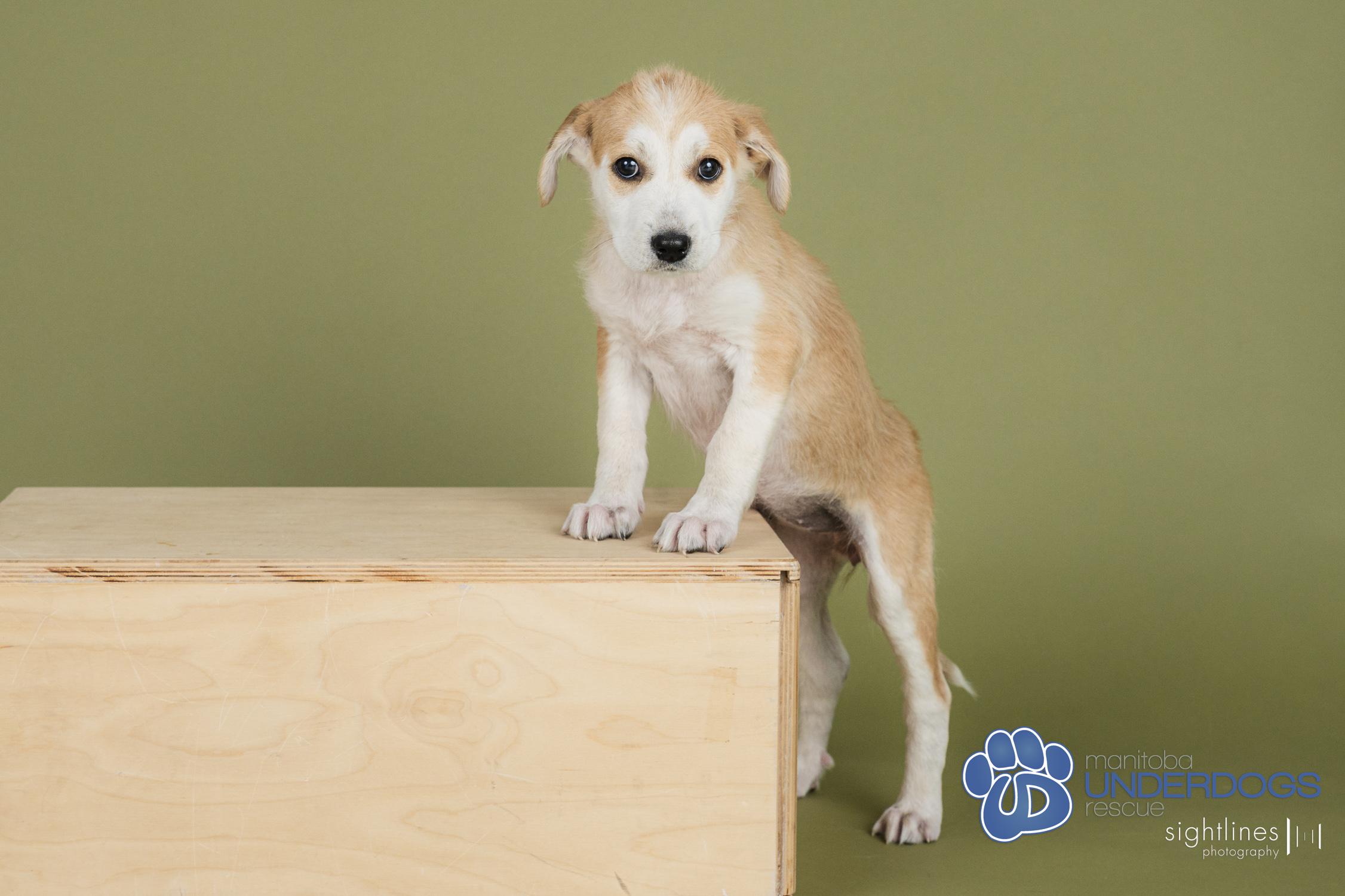 Cob, an adoptable Husky in Winnipeg, MB, R2M 2K2 | Photo Image 3
