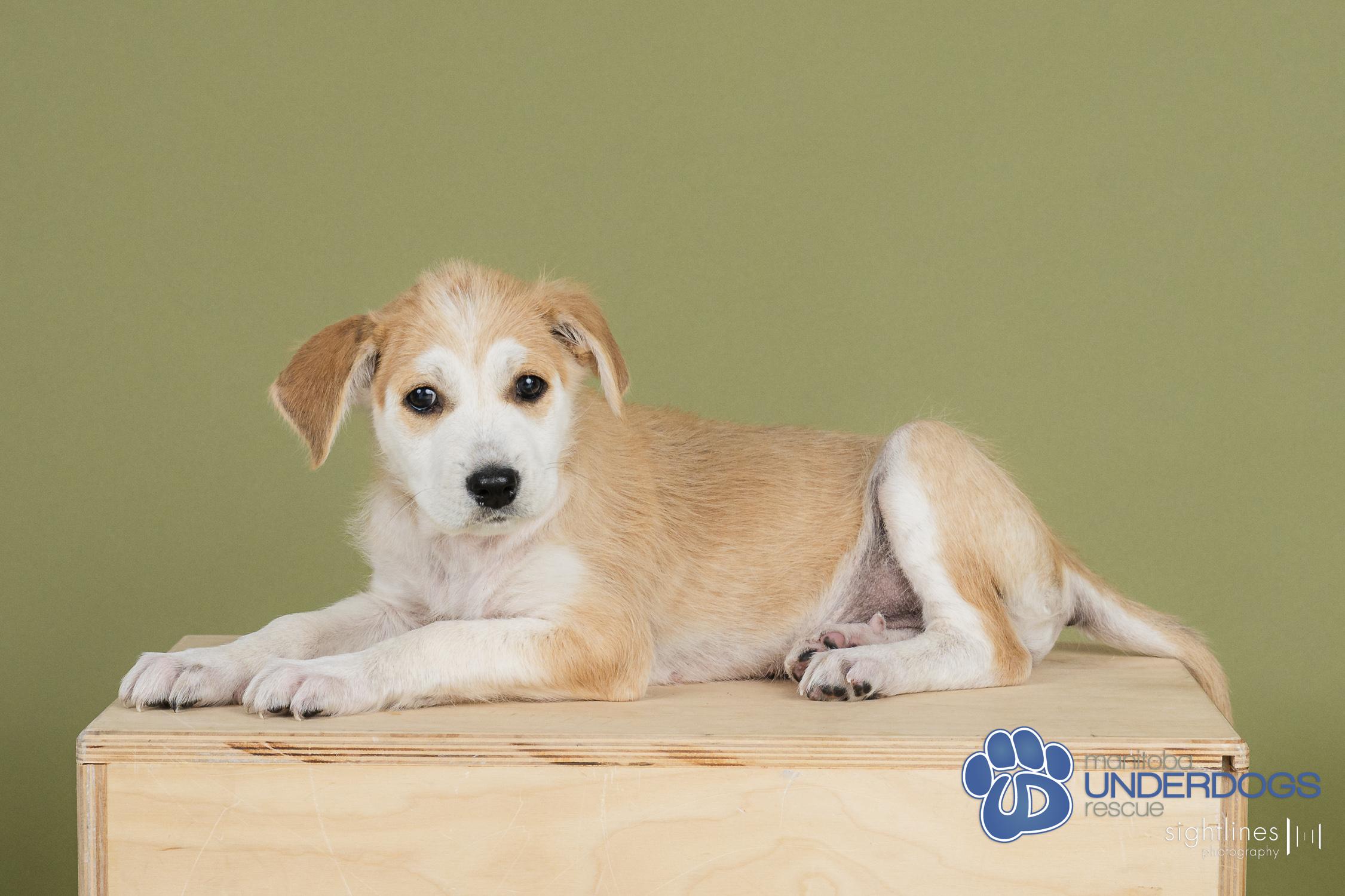 Cob, an adoptable Husky in Winnipeg, MB, R2M 2K2 | Photo Image 1