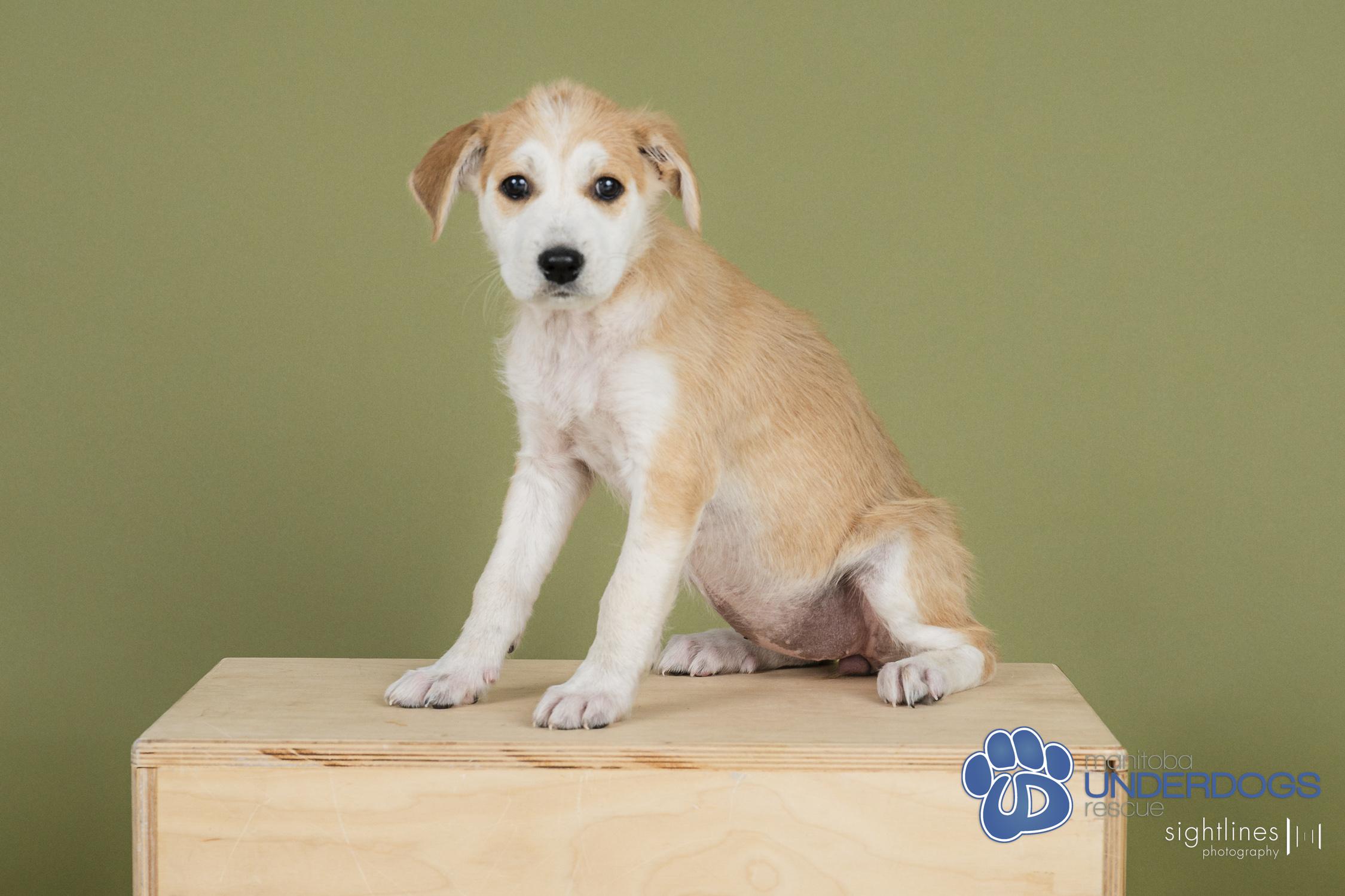 Cob, an adoptable Husky in Winnipeg, MB, R2M 2K2 | Photo Image 2