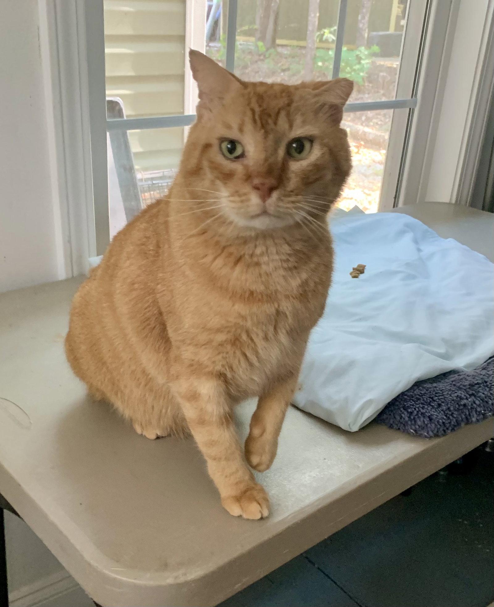 Leo, Adopted, Adult Male Domestic Short Hair & Tabby.