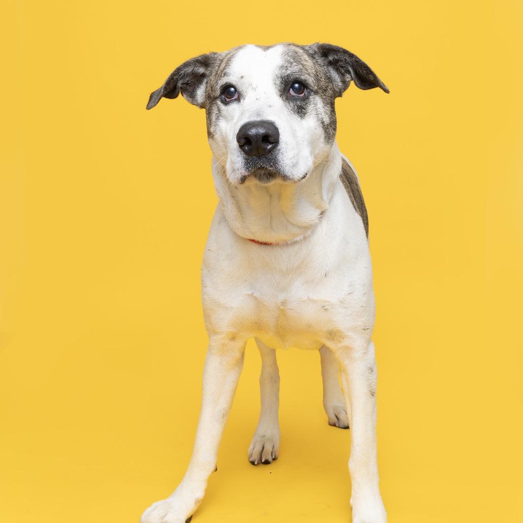 CJ, Adoptable, Adult Male Mixed Breed.