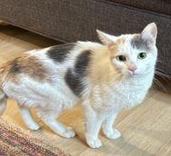 Nova, Adoptable, Young Female Domestic Short Hair.