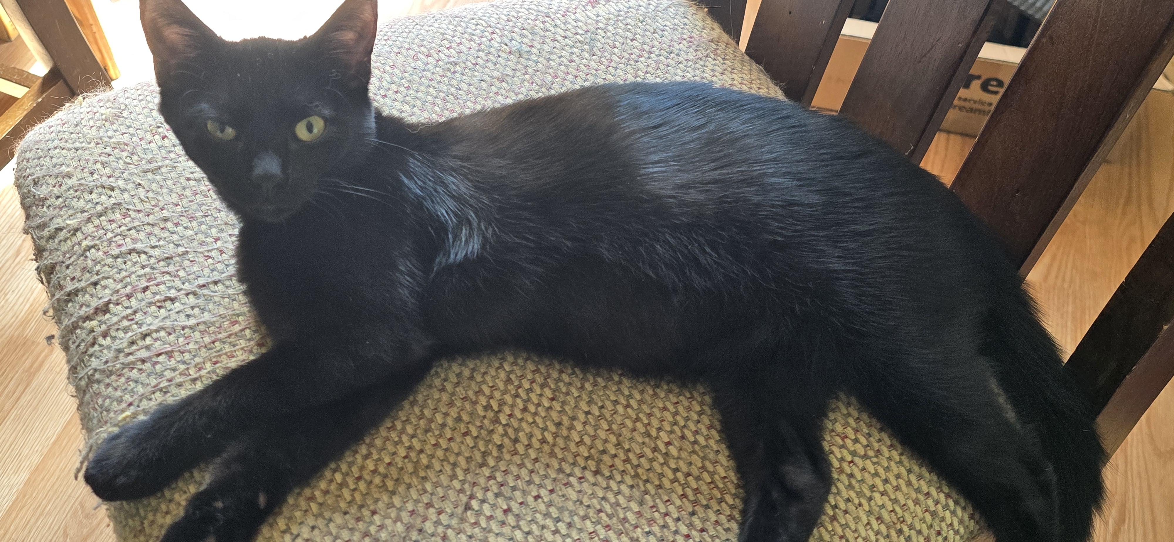 Enlarge Gaston, a Adoptable Domestic Short Hair in Stevensville, ON image 1/1