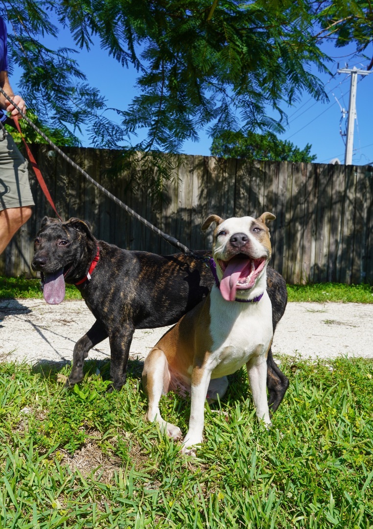 ACE, a Adoptable mixed breed in Fort Lauderdale, FL image 1/12