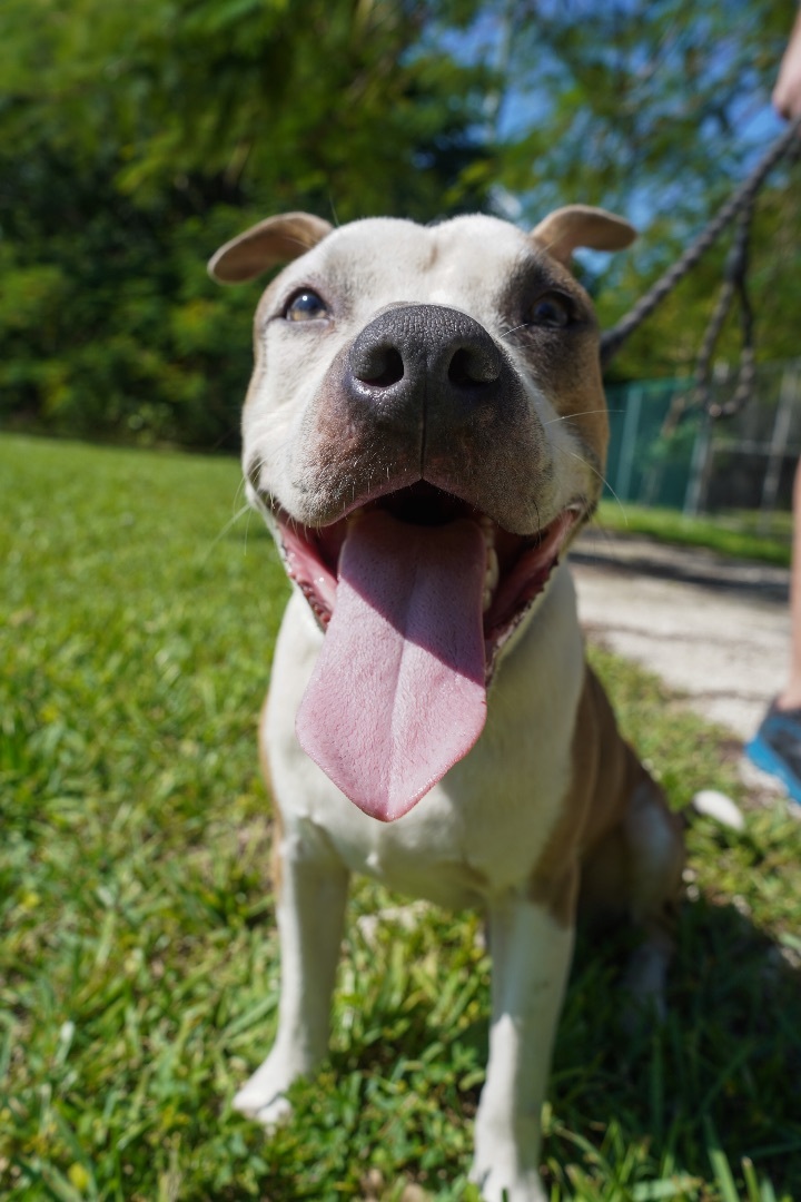 ACE, Adult Male American Bulldog