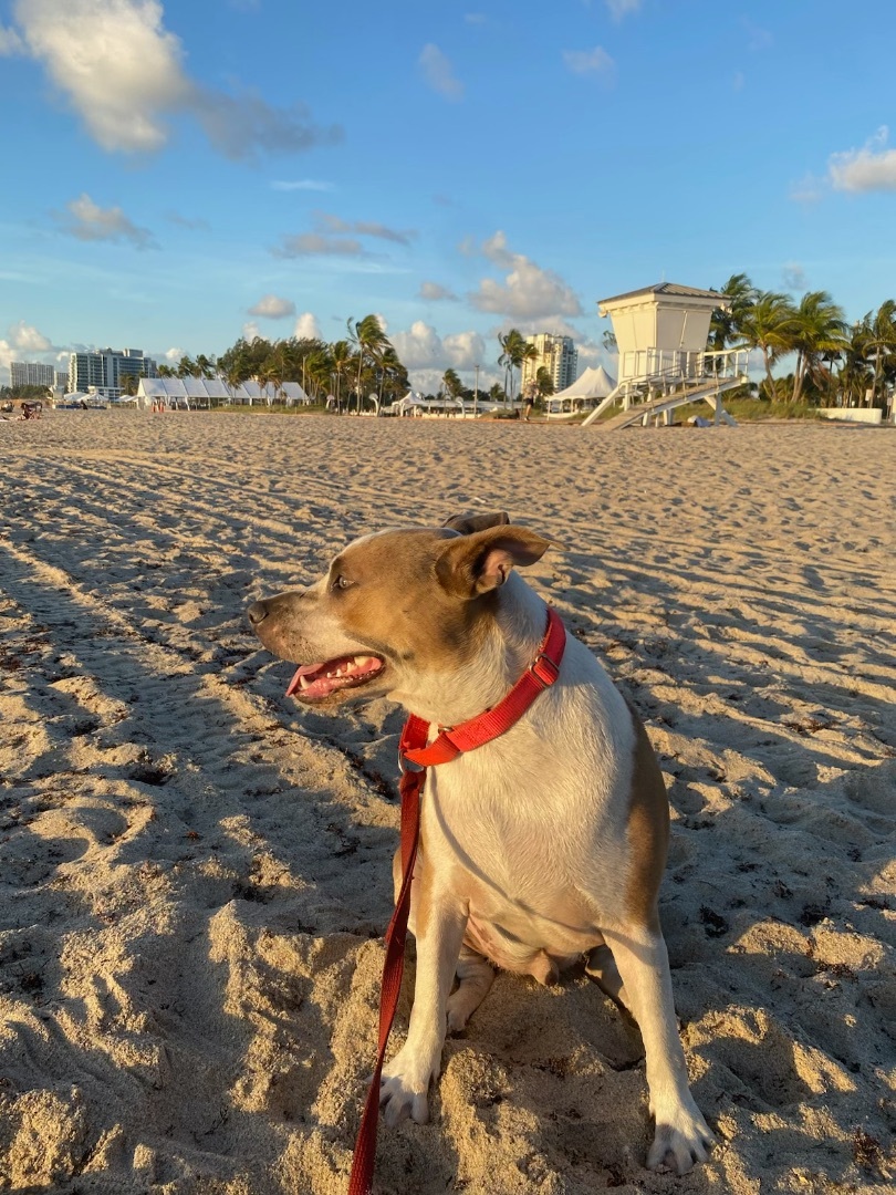 ACE, a Adoptable mixed breed in Fort Lauderdale, FL image 3/12