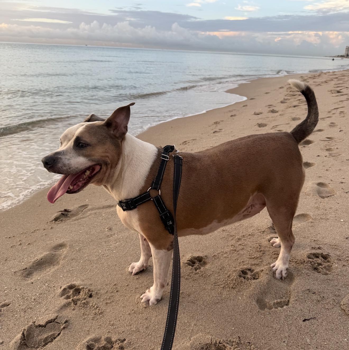 Enlarge ACE, an adoptable mixed breed in Fort Lauderdale, FL image 3/3