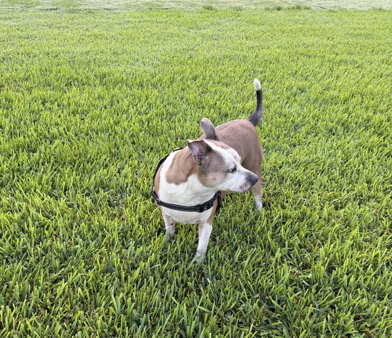 Enlarge ACE, an adoptable mixed breed in Fort Lauderdale, FL image 2/3