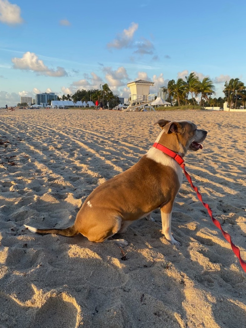 ACE, a Adoptable mixed breed in Fort Lauderdale, FL image 5/12