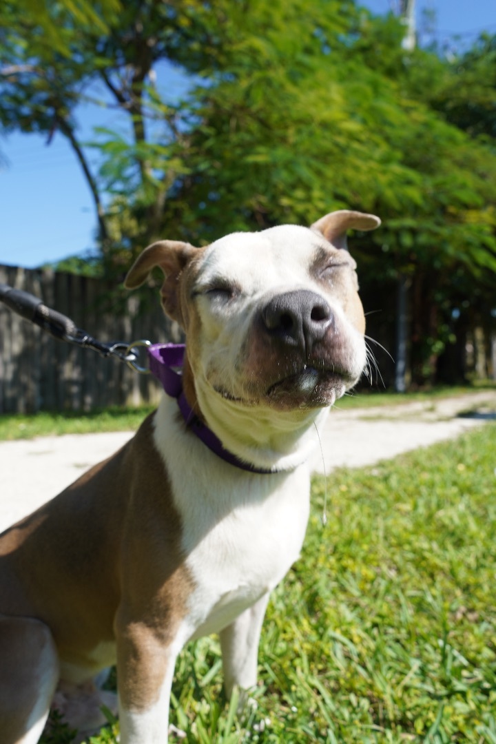 ACE, a Adoptable mixed breed in Fort Lauderdale, FL image 6/12