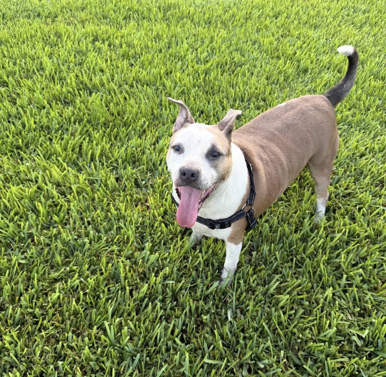 ACE, adoptable, Adult Male American Bulldog & Labrador Retriever.