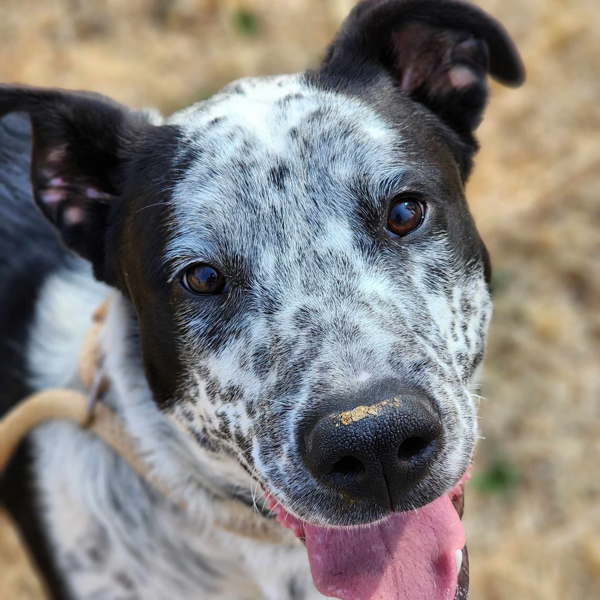 Bandito