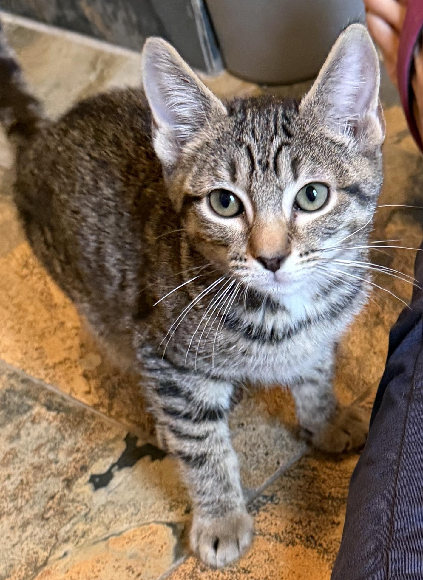 Kyle, Adoptable, Kitten Male Domestic Short Hair.
