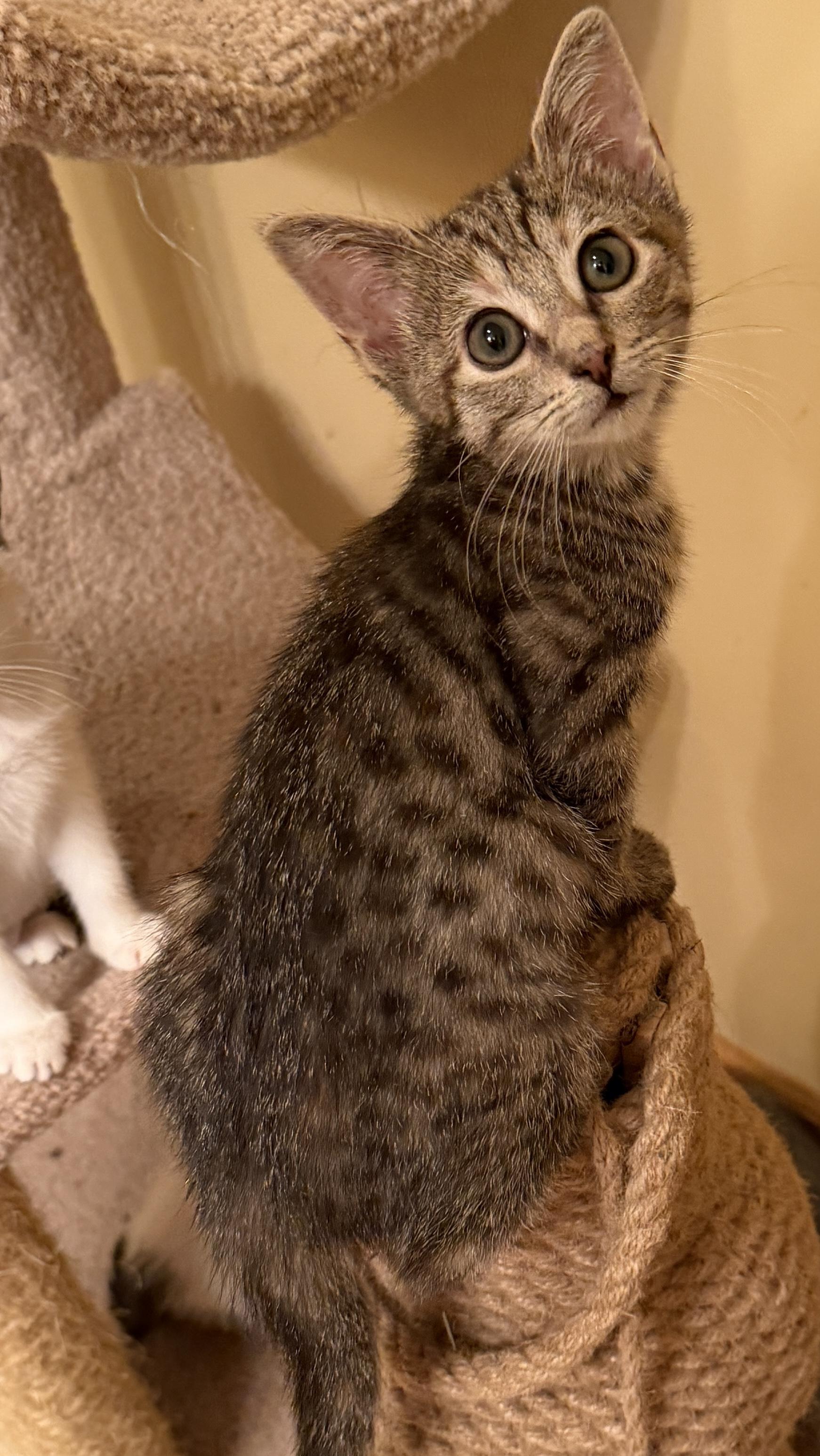 Kyle, Adoptable, Kitten Male Domestic Short Hair.