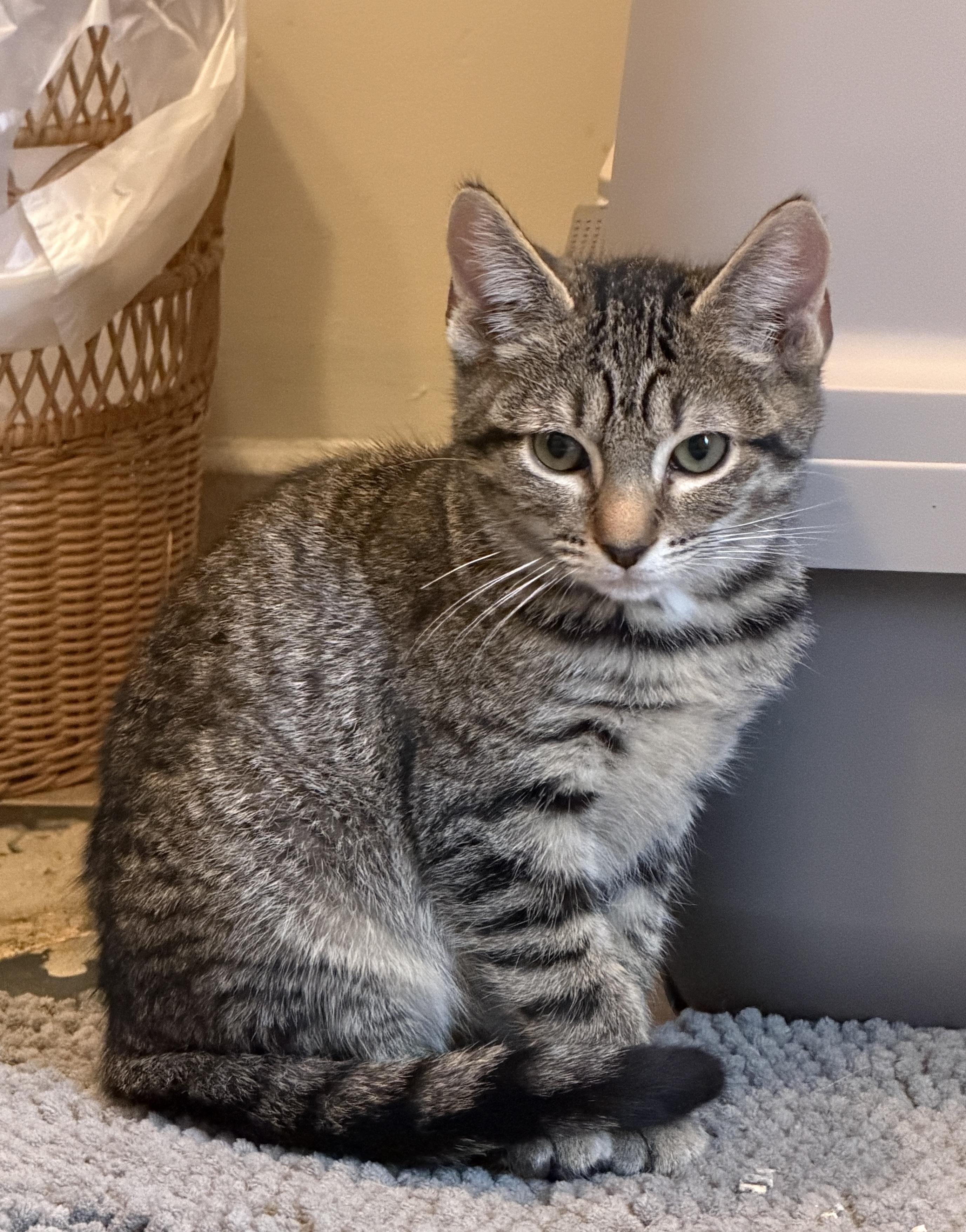 Kyle, Adoptable, Kitten Male Domestic Short Hair.