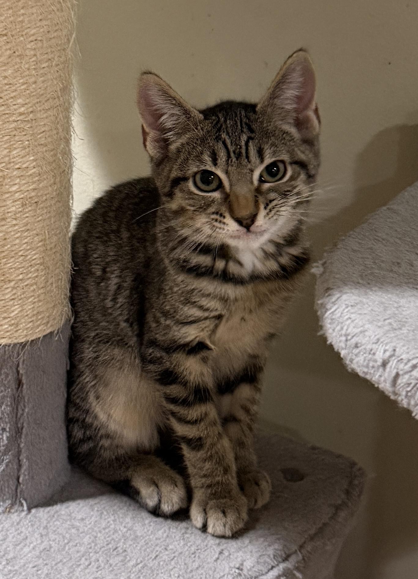 Enlarge Kyle, a Adoptable Domestic Short Hair in East Hanover, NJ image 3/3