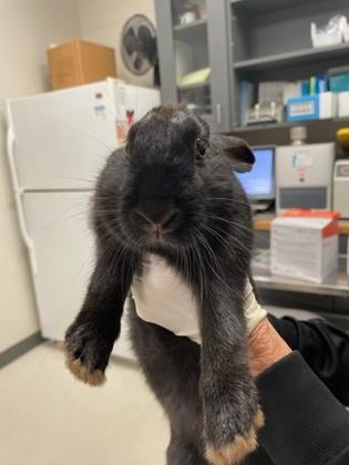 Rice, Adoptable, Young Female Bunny Rabbit & Bunny Rabbit.