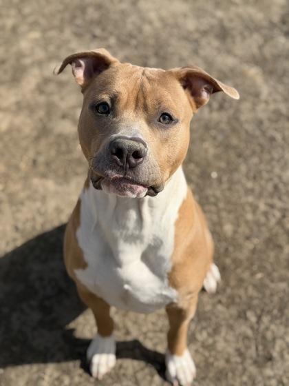 Enlarge Dandy, a Adoptable mixed breed in Irving, TX image 1/3