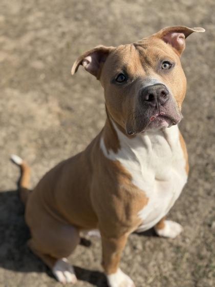 Enlarge Dandy, a Adoptable mixed breed in Irving, TX image 2/3