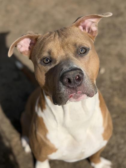 Enlarge Dandy, a Adoptable mixed breed in Irving, TX image 3/3