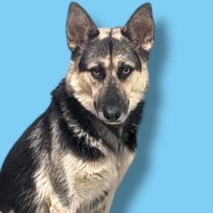 Luna, Adoptable, Adult Female German Shepherd Dog.