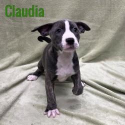 Claudia, adopted, Puppy Female American Staffordshire Terrier.