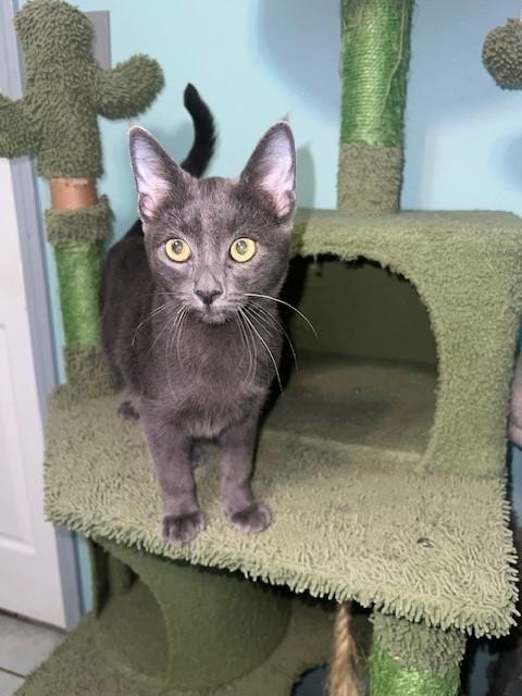 Enlarge Gains (bonded to Ames (I will purr all day for you- Siamese mix), an adoptable mixed breed in Wytheville, VA image 4/5