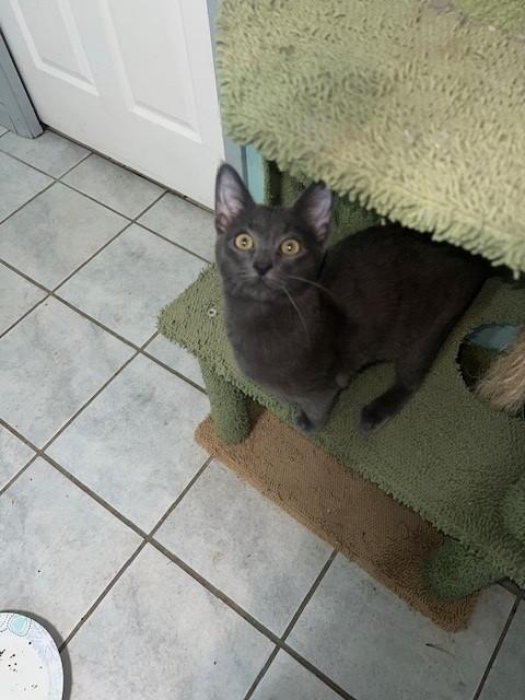 Enlarge Gains (bonded to Ames (I will purr all day for you- Siamese mix), an adoptable mixed breed in Wytheville, VA image 2/5