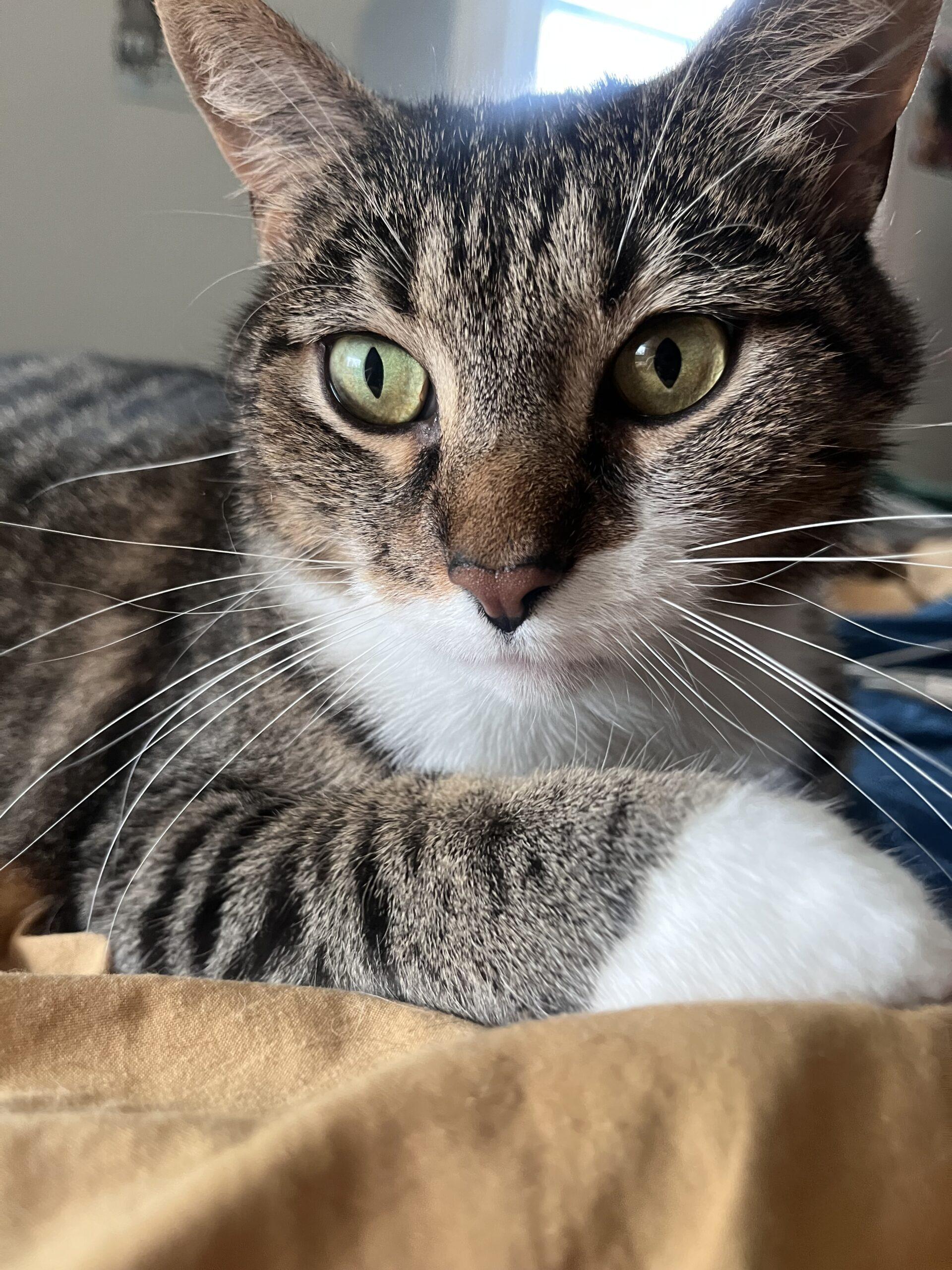 Arthur, a Adoptable Domestic Short Hair in Fishers, IN image 1/6