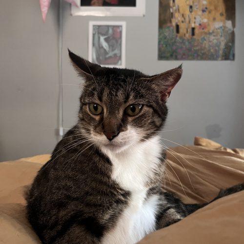 Arthur, Adoptable, Adult Male Domestic Short Hair.