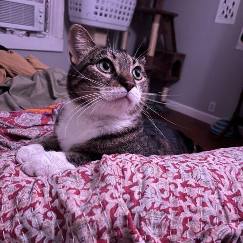 Arthur, Adoptable, Adult Male Domestic Short Hair.