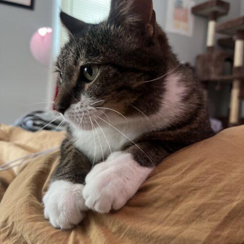 Enlarge Arthur, a Adoptable Domestic Short Hair in Fishers, IN image 2/5