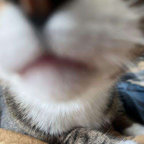 Enlarge Arthur, a Adoptable Domestic Short Hair in Fishers, IN image 3/5