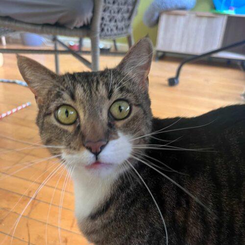 Enlarge Arthur, a Adoptable Domestic Short Hair in Fishers, IN image 4/5